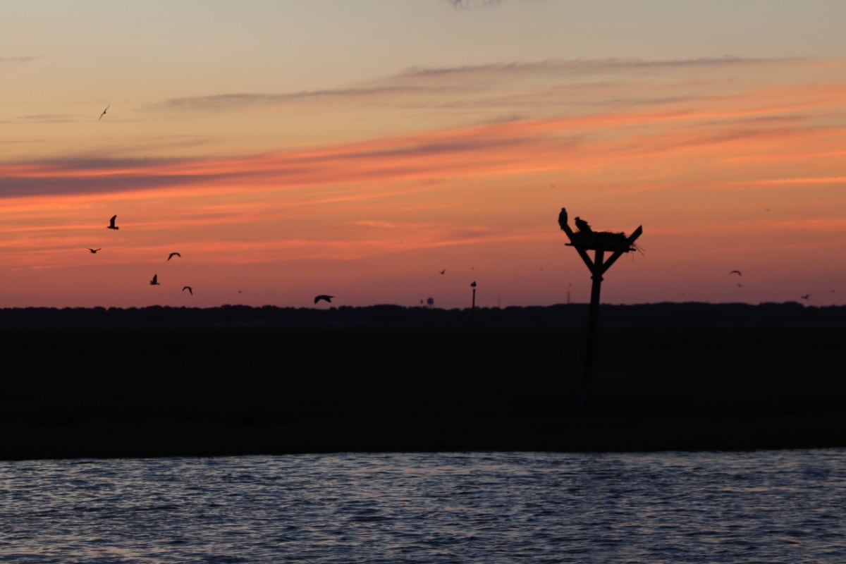 An osprey on its nest platform over the marsh at dusk, birds in flight